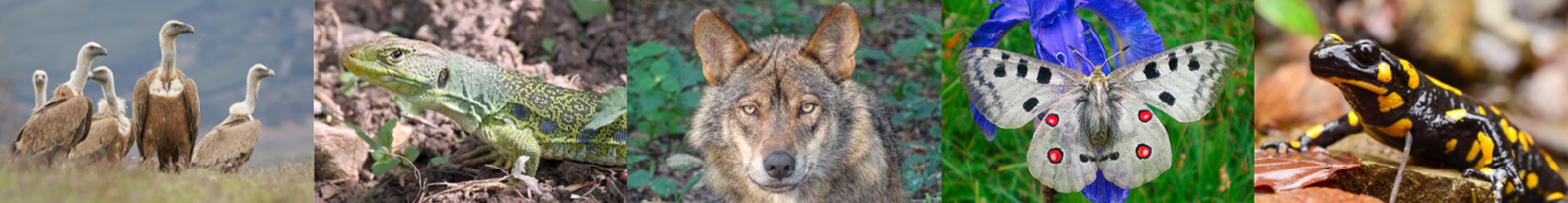 Grupo de Investigación Reconocido en Biodiversidad, diversidad humana y biología de la conservación, Universidad de Salamanca