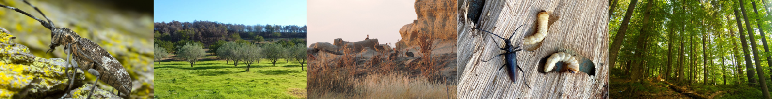 Grupo de Investigación Reconocido en Ecología Aplicada: Restauración de Ecosistemas y Manejo de la Biodiversidad, Universidad de Salamanca